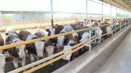 高臺(tái) 肉牛產(chǎn)業(yè)勢(shì)頭強(qiáng)勁，畜牧設(shè)備技術(shù)開(kāi)發(fā)助力鄉(xiāng)村振興